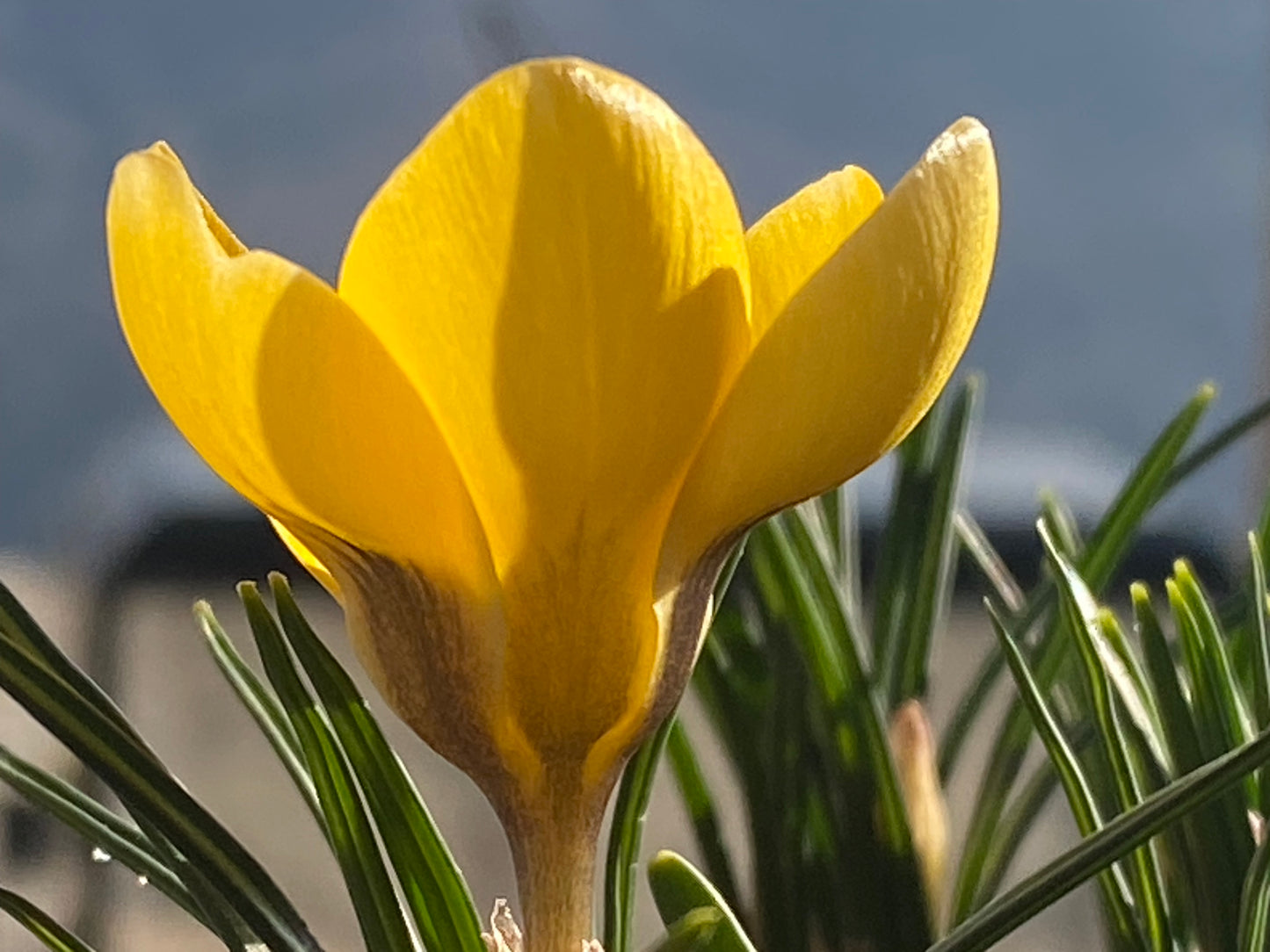 Eine Nahaufnahme von Crocus chrysanthus ‚Romance‘ (Kleiner Krokus) von Weijers in zitronengelber Blüte; die grasartigen Blätter und der unscharfe Hintergrund zeigen diesen frühen Frühlingsboten während seiner Blütezeit von Februar bis März.