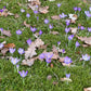 Der Crocus tommasinianus – Dalmatiner-Krokus von Weijers – blüht früh im Jahr zwischen grünem Moos und braunen Blättern und dient den Bienen als wichtige Pollenquelle sowie als Zeichen für den Frühlingsbeginn.