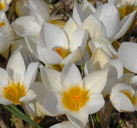 Nahaufnahme mehrerer Crocus chrysanthus ‚Ard Schenk‘ (Kleiner Krokus) von Weijers mit weißen Blüten und gelben Blütenmitten, die im Freien zwischen grünen Blättern und trockenem Gras blühen.