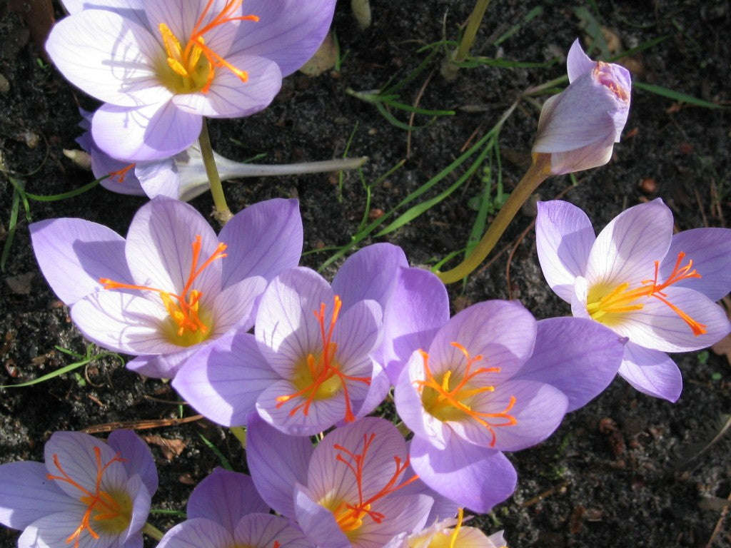 Mehrere hellviolette Blüten der Crocus sativus von Weijers, einer wertvollen Safranpflanze, blühen dicht beieinander in Erde mit leuchtend orangefarbenen Staubblättern und grünem Gras; oben rechts ist eine noch ungeöffnete Knospe zu sehen.