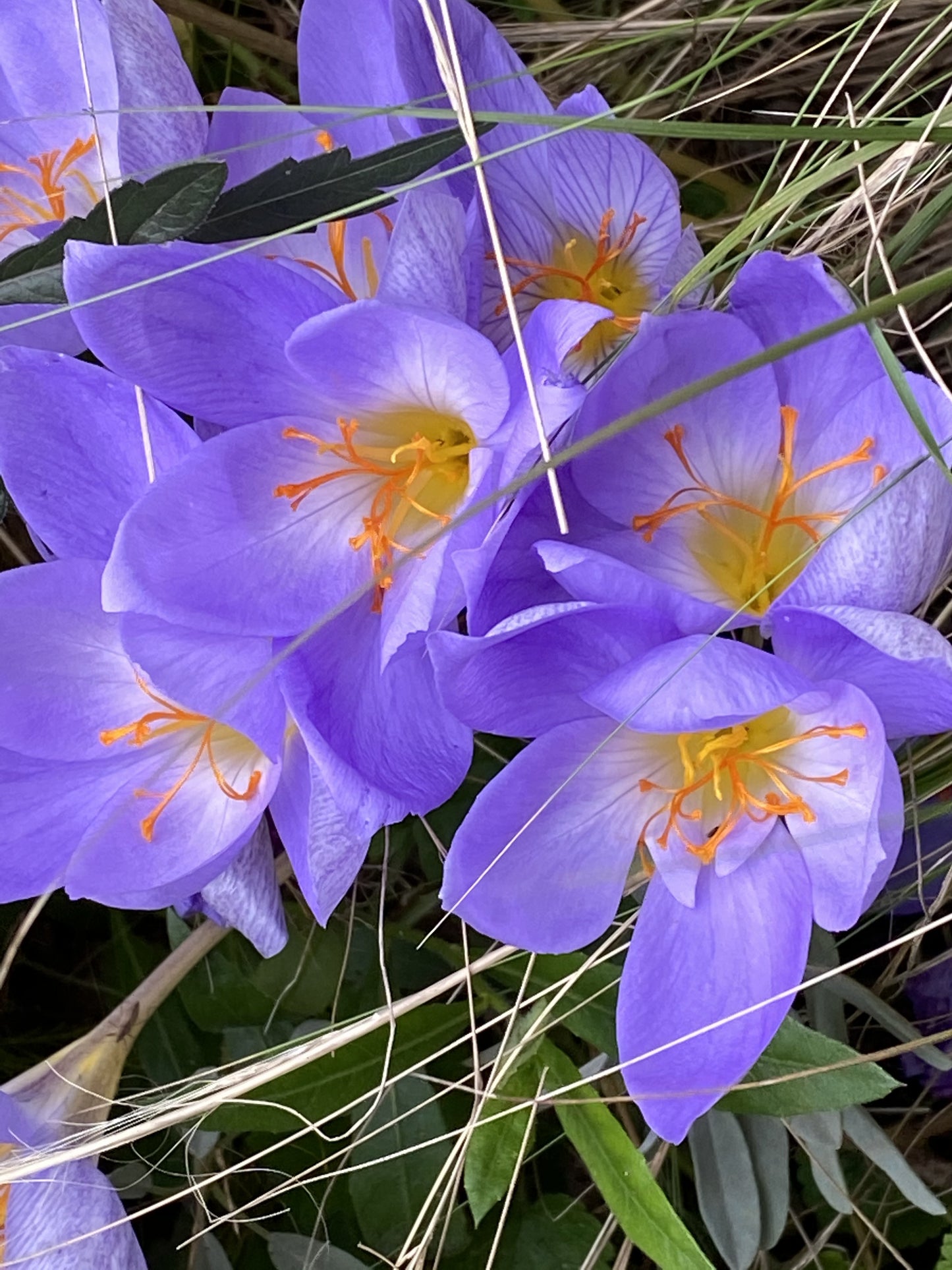Eine Gruppe von Crocus speciosus – Pracht-Herbst-Krokus von Weijers – zeigt leuchtend violette Blüten mit orange-gelben Staubblättern, umgeben von grünen Blättern und Trockengräsern, und schafft so ein dekoratives Gartenbild.