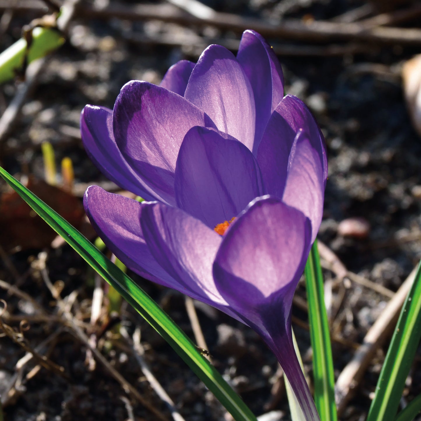 Eine Nahaufnahme des blühenden Crocus tommasinianus ‚Barr’s Purple‘ (Dalmatiner-Krokus) von Weijers, dessen zarte violette Blütenblätter im Sonnenlicht erstrahlen. Grüne Blätter und der verschwommene Boden vermitteln die für Februar bis März typische Schönheit.