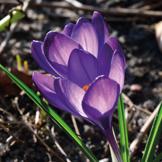 Eine Nahaufnahme des blühenden Crocus tommasinianus ‚Barr’s Purple‘ (Dalmatiner-Krokus) von Weijers, dessen zarte violette Blütenblätter im Sonnenlicht erstrahlen. Grüne Blätter und der verschwommene Boden vermitteln die für Februar bis März typische Schönheit.