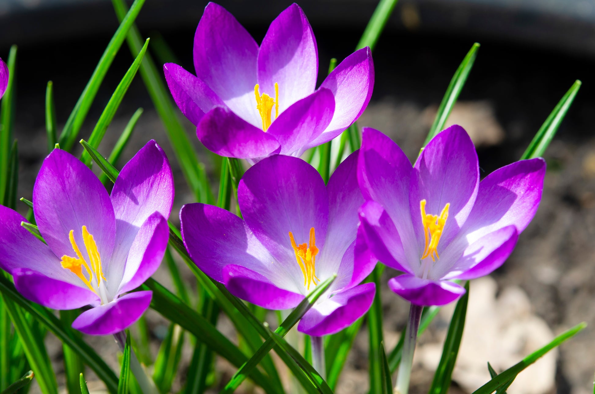 Vier leuchtend violette Blüten der Sorte „Ruby Giant“ (Crocus tommasinianus) von Weijers blühen mit gelb-orangefarbenen Staubblättern zwischen grasartigen Blättern vor einem weichgezeichneten Hintergrund aus Erde und Laub.