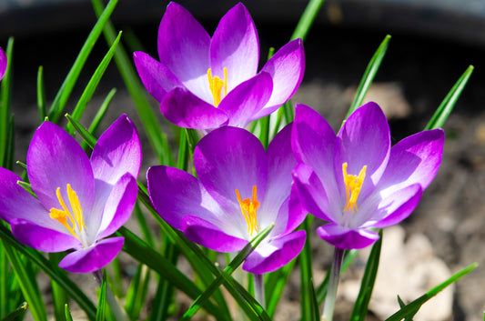 Vier Crocus tommasinianus ‚Ruby Giant‘ (Dalmatiner-Krokus von Weijers) mit purpurvioletten Blüten und gelb-orangefarbenen Staubfäden blühen früh zwischen grünen Blättern vor einem unscharfen, erdigen Gartenhintergrund.