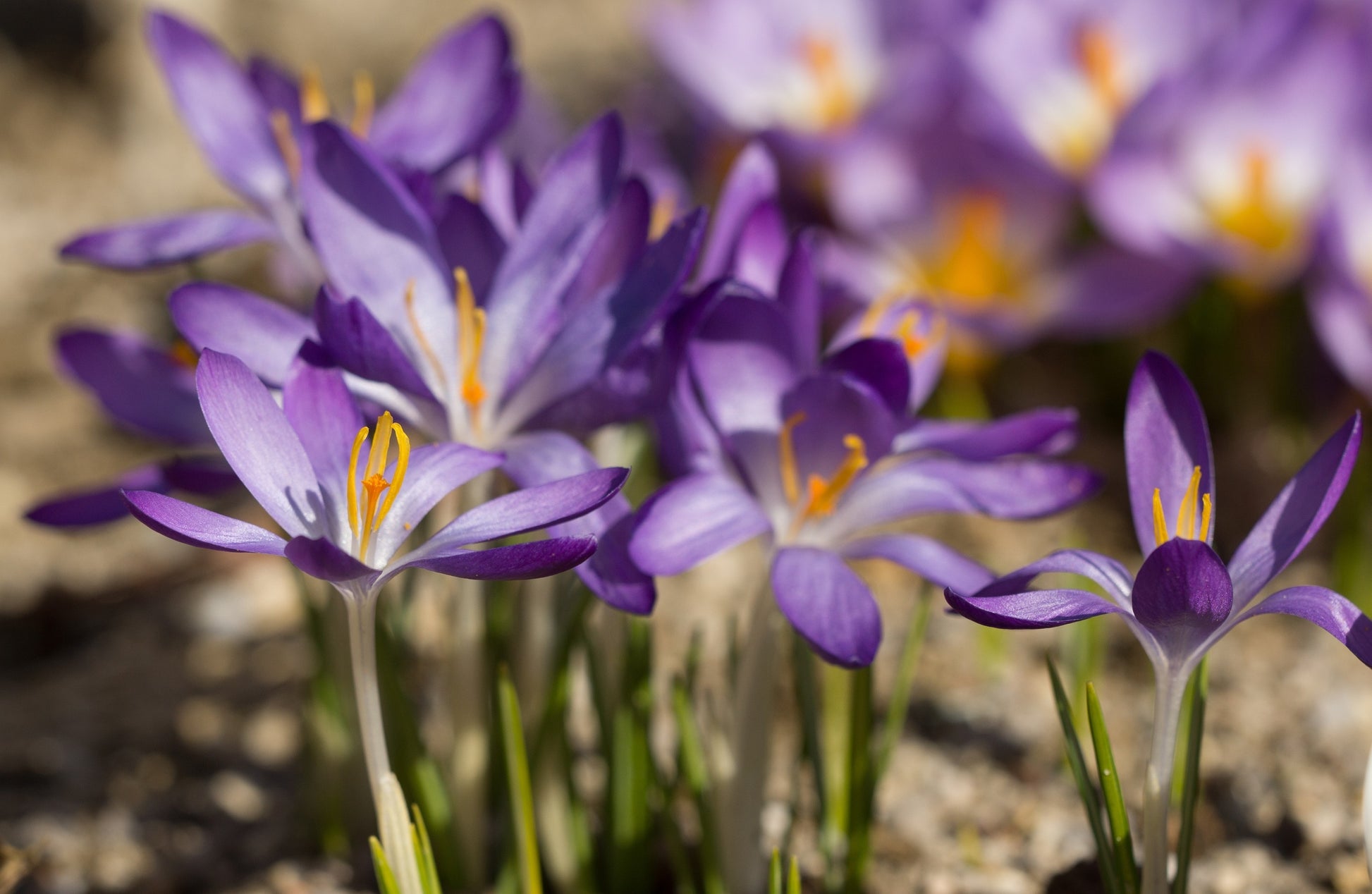 Nahaufnahme mehrerer Crocus tommasinianus 'Whitewell Purple' von Weijers mit violetten Blüten und gelb-orangefarbenen Staubblättern, umgeben von grünen, grasartigen Blättern vor einem sanft unscharfen Naturhintergrund.