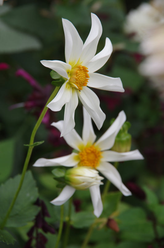 Zwei weiße Dahlien 'Honka Wit' Sterndahlie von Weijers mit gelber Mitte blühen auf grünen Stielen inmitten von üppigem Laub in einem Staudenbeet. Diese bienenfreundlichen Blüten locken Bestäuber an, die vor dem dunkelvioletten Hintergrund der Blätter stehen.