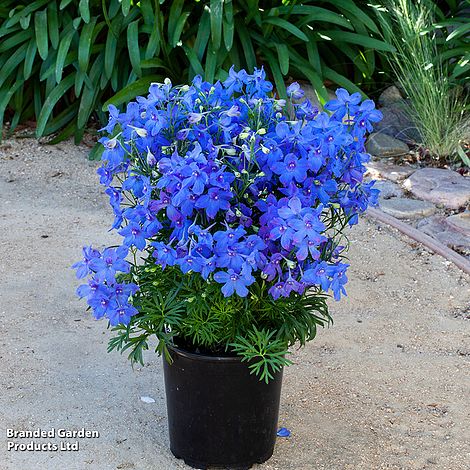 In einem schwarzen Plastiktopf auf sandigem Boden steht der Rittersporn 'Hunky Dory Mix' F1 von Thompson & Morgan mit leuchtend blauen Blüten mit zarten Blütenblättern und farnartigen Blättern. Im Hintergrund erhebt sich hohes grünes Laub.