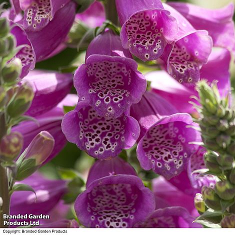 Nahaufnahme der Blüten von Thompson und Morgan Fingerhut 'Monstrosa' (Digitalis purpurea) mit ihren leuchtend violetten trompetenförmigen Blüten mit gesprenkeltem Muster. Grüne Stängel und Knospen akzentuieren diese seltene Gartenpflanze im Hintergrund.