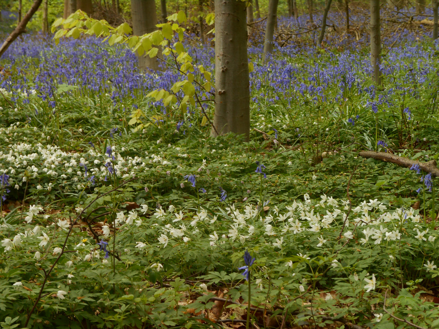 Entdecken Sie kreative Unterbepflanzung und inspirierende Ideen für die Gartenbepflanzung im neuen Kurs der Königlichen Gartenakademie: Sa.. 13.06.2026 | 10.00-13.00 HALBTAGESKURS Pflanzen zwischen Baumwurzeln NEU.