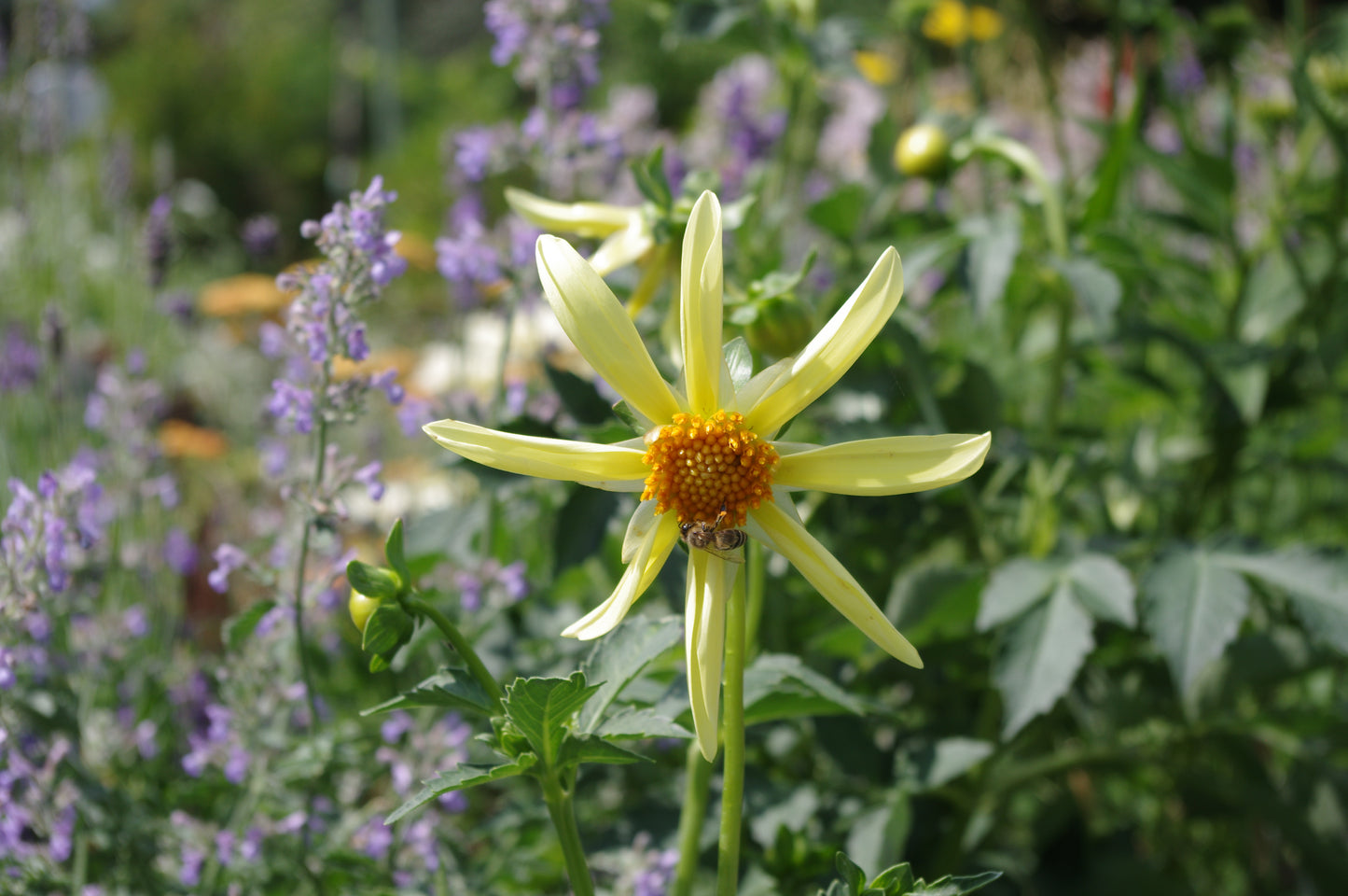 Eine Biene sammelt Nektar von einer Dahia 'Honka' Sterndahlie Gelb von Weijers, die mit gelben Blütenblättern und einer orangefarbenen Mitte inmitten von grünem Laub und verschwommenen lila und gelben Blüten im Garten blüht.