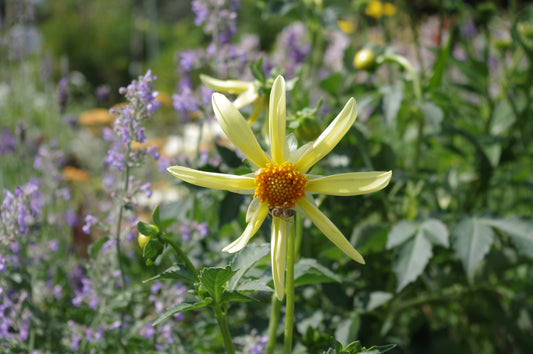 Eine Biene sammelt Nektar von einer Dahia 'Honka' Sterndahlie Gelb von Weijers, die mit gelben Blütenblättern und einer orangefarbenen Mitte inmitten von grünem Laub und verschwommenen lila und gelben Blüten im Garten blüht.