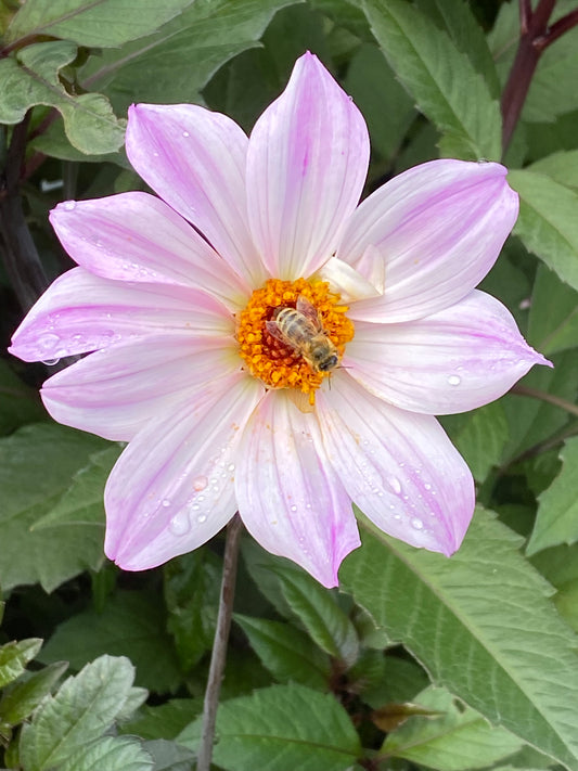 Eine Biene sammelt Nektar aus der gelben Mitte einer päonienblütigen Dahlie 'Bishop of Leicester' von Weijers, deren hellrosa-weiße Blütenblätter mit Wassertropfen verziert sind, umgeben von grünen Blättern und einem dunklen Blatt.