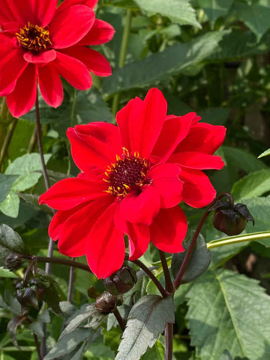 Eine leuchtend rote Dahlie 'Bishop of Llandaff' Päonienblütige Dahlie von Weijers blüht mit gelben Staubgefäßen inmitten von grünen Blättern und Knospen. Im Hintergrund ist eine weitere rote Dahlie zu sehen.