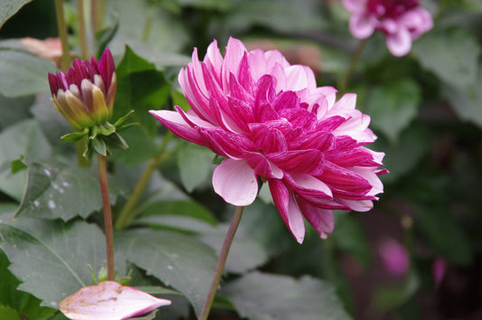 Eine Nahaufnahme der Weijers Dahlia 'Creme de Cassis' Dekorative Dahlie zeigt ihre rosa und weißen Blütenblätter, leuchtend grüne Blätter und einige Knospen - ideal als Schnittblume.