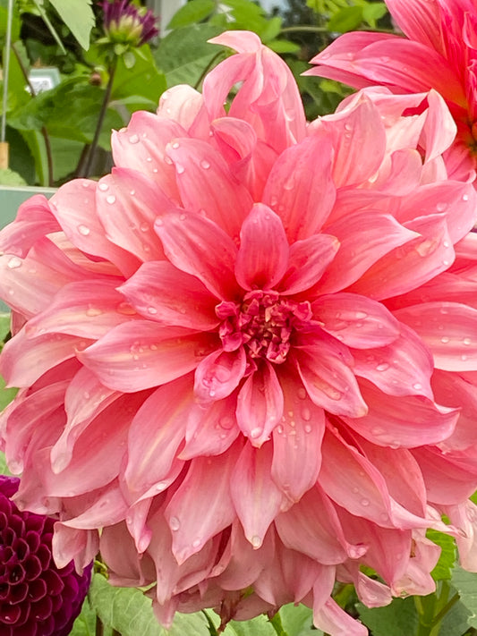Eine Nahaufnahme einer Rosa-Lila Blüte hebt die detaillierten Blütenblätter der Dahlia 'Islander' Dekorative Dahlie von Weijers hervor.