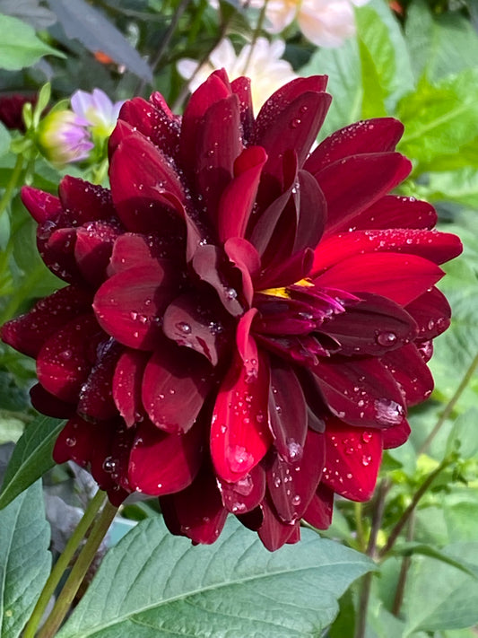 Die Dahlie 'La Recoleta' Dekorative Dahlie von Weijers blüht tiefrot und glitzert mit Wassertropfen zwischen grünen Blättern - eine atemberaubende Schwarzrote Schnittblume, die jeden Garten aufwertet.