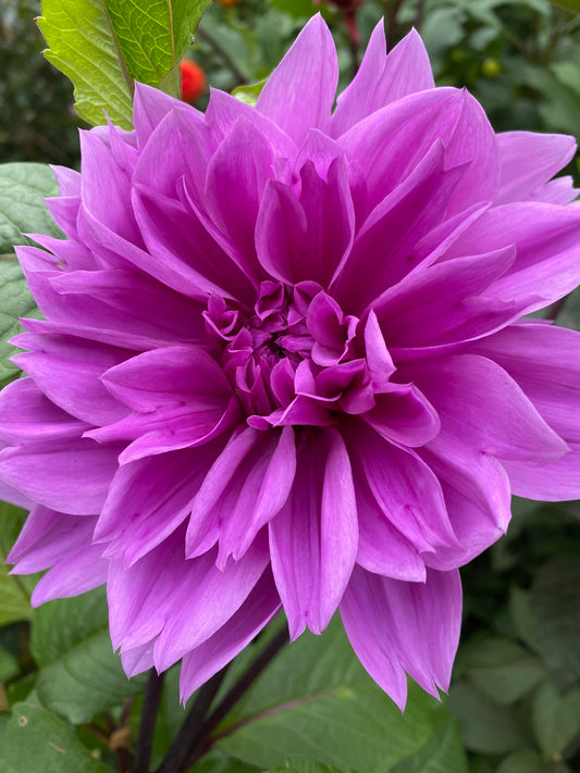 Eine Nahaufnahme der Weijers Dahlia 'Lilac Time' Dekorative Dahlie in voller Blüte, die ihre leuchtend lilafarbenen Blüten und das üppige grüne Laub im Hintergrund hervorhebt.
