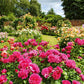 Inspiriert von "Gärtnern wie Gott in England" aus dem Callwey Verlag wird ein üppiger Rosengarten mit rosa, roten, orangefarbenen und gelben Blüten von Bäumen und einer Backsteinmauer eingefasst und spiegelt die klassische englische Gartengestaltung unter einem teilweise bewölkten Himmel wider.