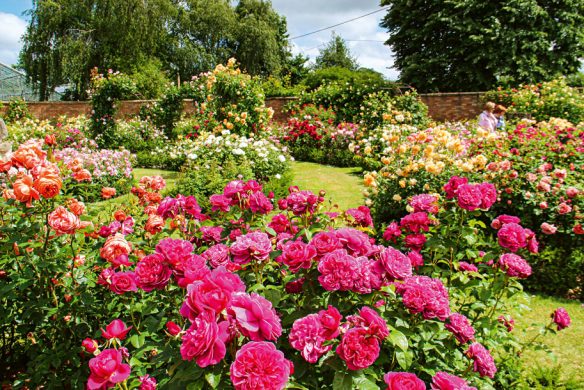 Inspiriert von "Gärtnern wie Gott in England" aus dem Callwey Verlag wird ein üppiger Rosengarten mit rosa, roten, orangefarbenen und gelben Blüten von Bäumen und einer Backsteinmauer eingefasst und spiegelt die klassische englische Gartengestaltung unter einem teilweise bewölkten Himmel wider.