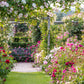Erleben Sie moderne Gartengestaltung mit englischen David Austin® Rosen im GARTENTALK der Königlichen Gartenakademie am Sa. 20.06.2026, 14.00-15.30 Uhr, und entdecken Sie, wie diese atemberaubenden Blüten Ihren Außenbereich verwandeln können.