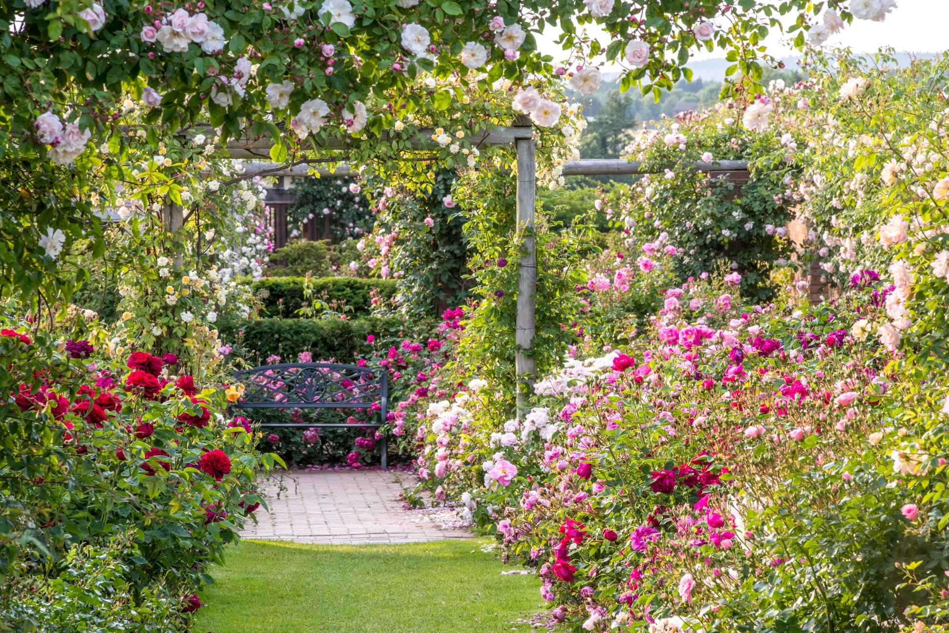 Erleben Sie moderne Gartengestaltung mit englischen David Austin® Rosen im GARTENTALK der Königlichen Gartenakademie am Sa. 20.06.2026, 14.00-15.30 Uhr, und entdecken Sie, wie diese atemberaubenden Blüten Ihren Außenbereich verwandeln können.