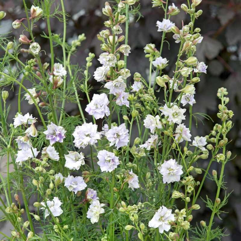 Hohe grüne Stiele von Jora Dahl | Delphinium consolida 'Fancy Smokey Eyes' (Rittersporn) tragen zarte helllavendelfarbene und weiße gefüllte Blüten, die sich perfekt als Schnittblumen eignen und vor einem dunklen Hintergrund wunderschön aussehen.