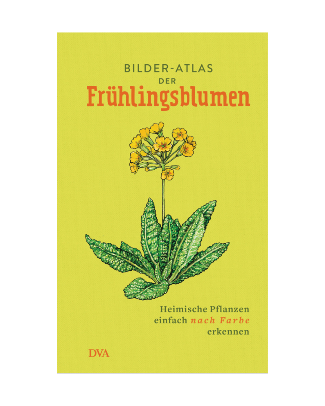 Das Buchcover des "Bilder-Atlas der Frühlingsblumen | Vielfalt heimischer Frühlingsblüher" aus dem DVA Verlag zeigt einen illustrierten gelben Frühlingsblüher mit grünen Blättern auf hellgelbem Hintergrund und Anleitungen zur Bestimmung von Wildblumen nach Farben.