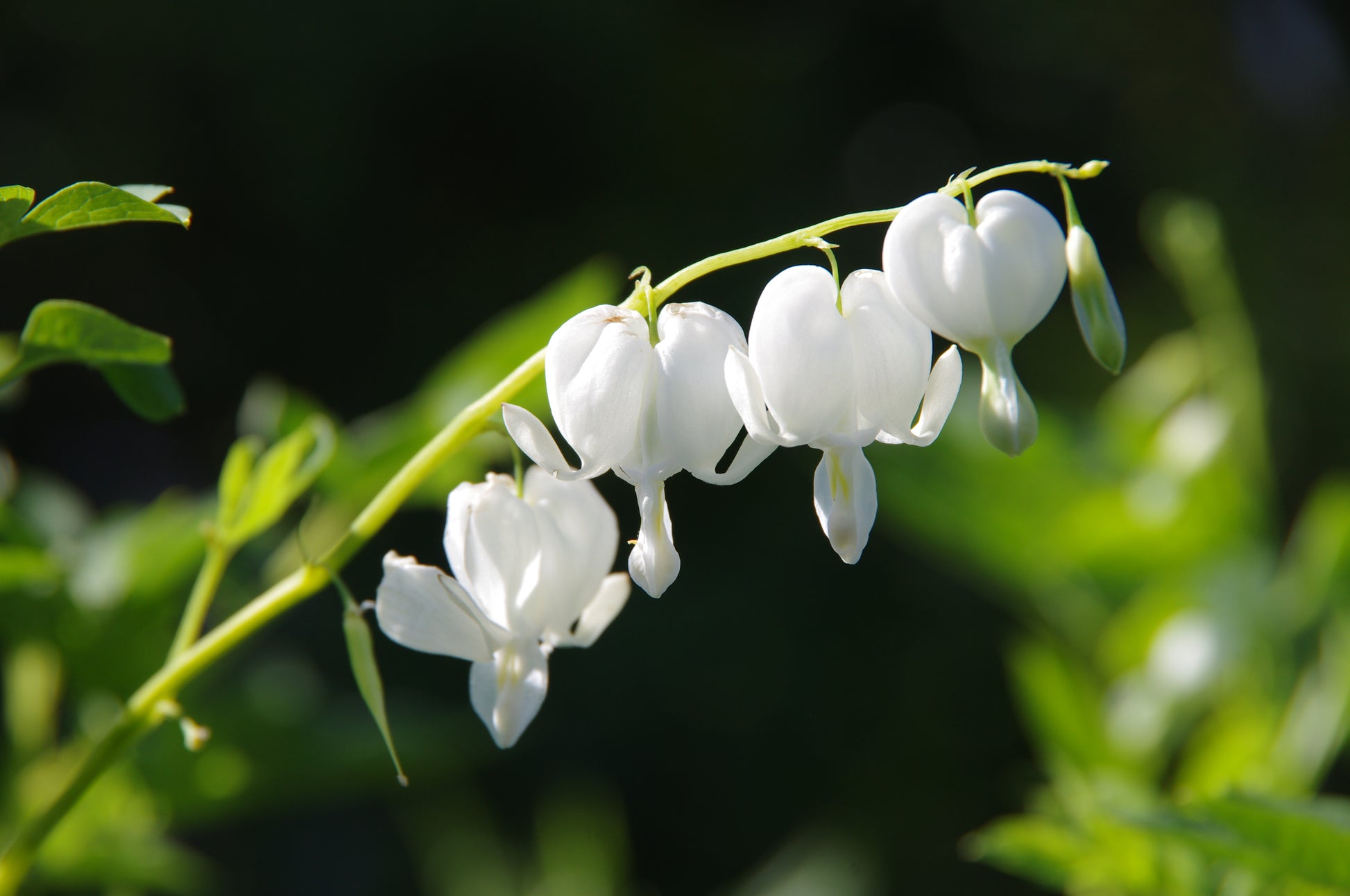 Eine Nahaufnahme weißer, herzförmiger Blüten auf einem grünen Stiel vor einem unscharfen Hintergrund - ein Echo der ruhigen Szenen aus dem Mi. 15.04.2026 | 17.00-18.00 ABENDLICHTFÜHRUNG Zuverlässige Schattenpflanzen der Königlichen Gartenakademie.