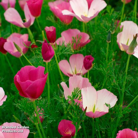 Die leuchtend violette Eschscholzia californica 'Purple Gleam' von Thompson und Morgan mit zartgrünem Laub erfüllt Ihren Garten mit auffallender Farbe. Der Text in der Ecke lautet: Thompson & Morgan | Kalifornischer Mohn 'Purple Gleam'.