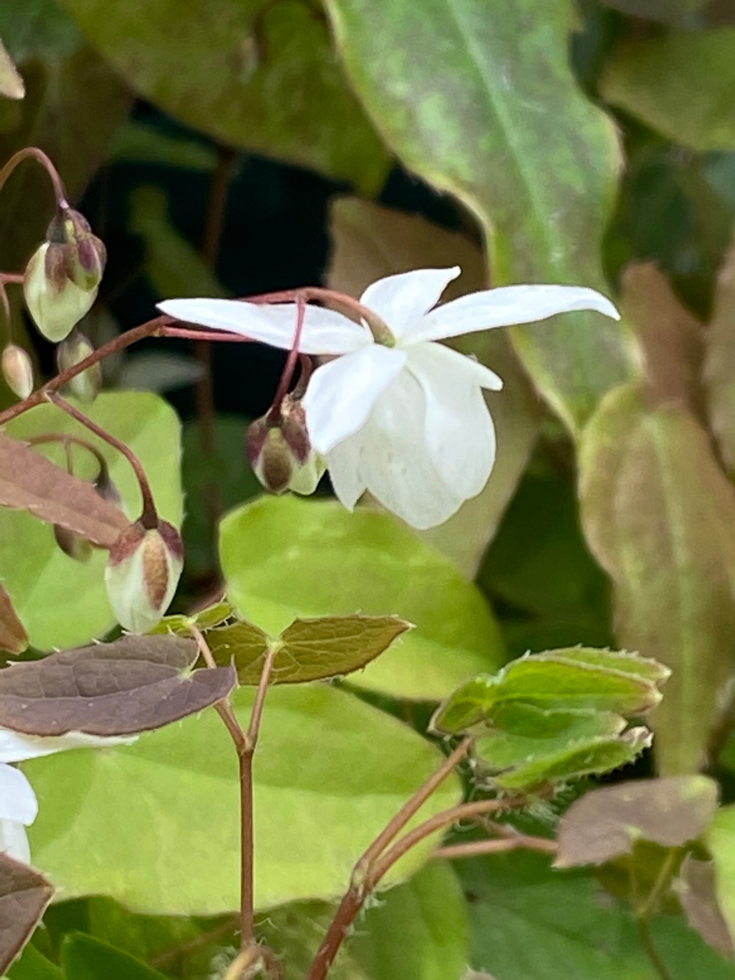 Eine Nahaufnahme einer zarten weißen Blüte mit Knospen zwischen grünen und braunen Blättern in der Königlichen Gartenakademie, die den Charme der "Mi. 15.04.2026 | 17.00-18.00 ABENDLICHTFÜHRUNG Zuverlässige Schattenpflanzen".