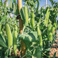Mehrere Schoten der Reinsaat | Schalerbse 'Kleine Rheinländerin' wachsen an belaubten Ranken im Garten, gestützt von Holzpfählen und sonnenbeschienen, und präsentieren diese frostbeständigen und gesunden Pflanzen von Reinsaat.