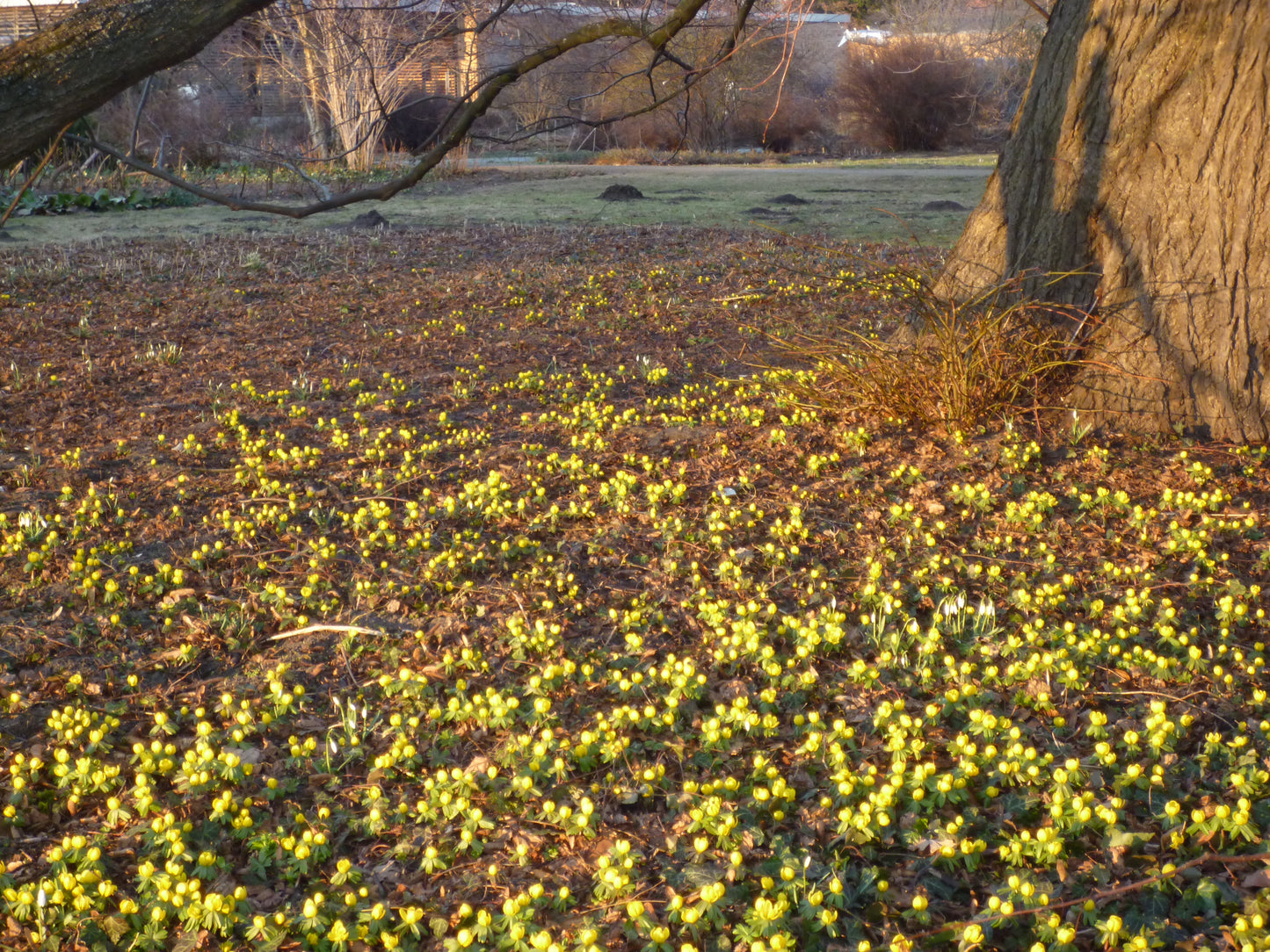 Ein Feld mit kleinen Eranthis hyemalis – Winterlingen von Sam van Schooten blüht im frühen Frühlingssonnenschein unter kahlen Bäumen und kündigt den Saisonanfänger an, im Hintergrund sind grasbewachsene Flächen und Sträucher in der Ferne zu sehen.