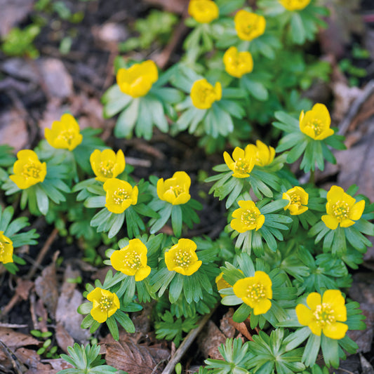 Die Eranthis cilicica „Winterling“ von Weijers zeichnet sich durch kleine, leuchtend gelbe Blüten und grünes Laub aus, die im März blühen. Die niedrig wachsenden Blüten stehen in Büscheln und bilden einen auffälligen Kontrast zu den braunen Blättern und dem Boden.