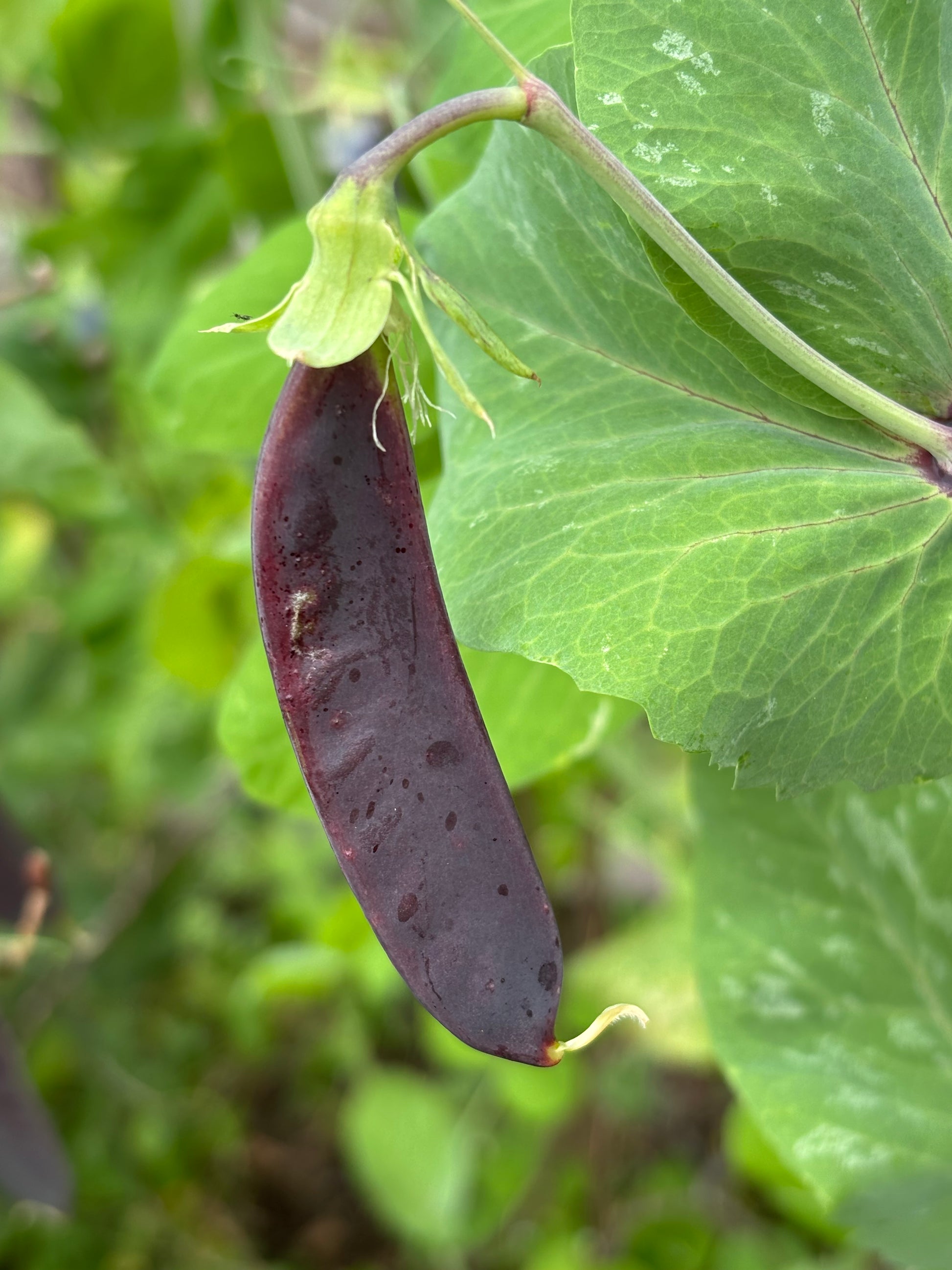 Nahaufnahme einer dunkelvioletten Zuckerschote, ein Beispiel für ausgefallene Gemüsearten - vorgestellt im "Fr. 15.05.2026 | 10.00-12.00 WORKSHOP Ausgefallene Gemüsearten NEU" der Königlichen Gartenakademie - zwischen grünen Blättern und einem unscharfen Hintergrund.