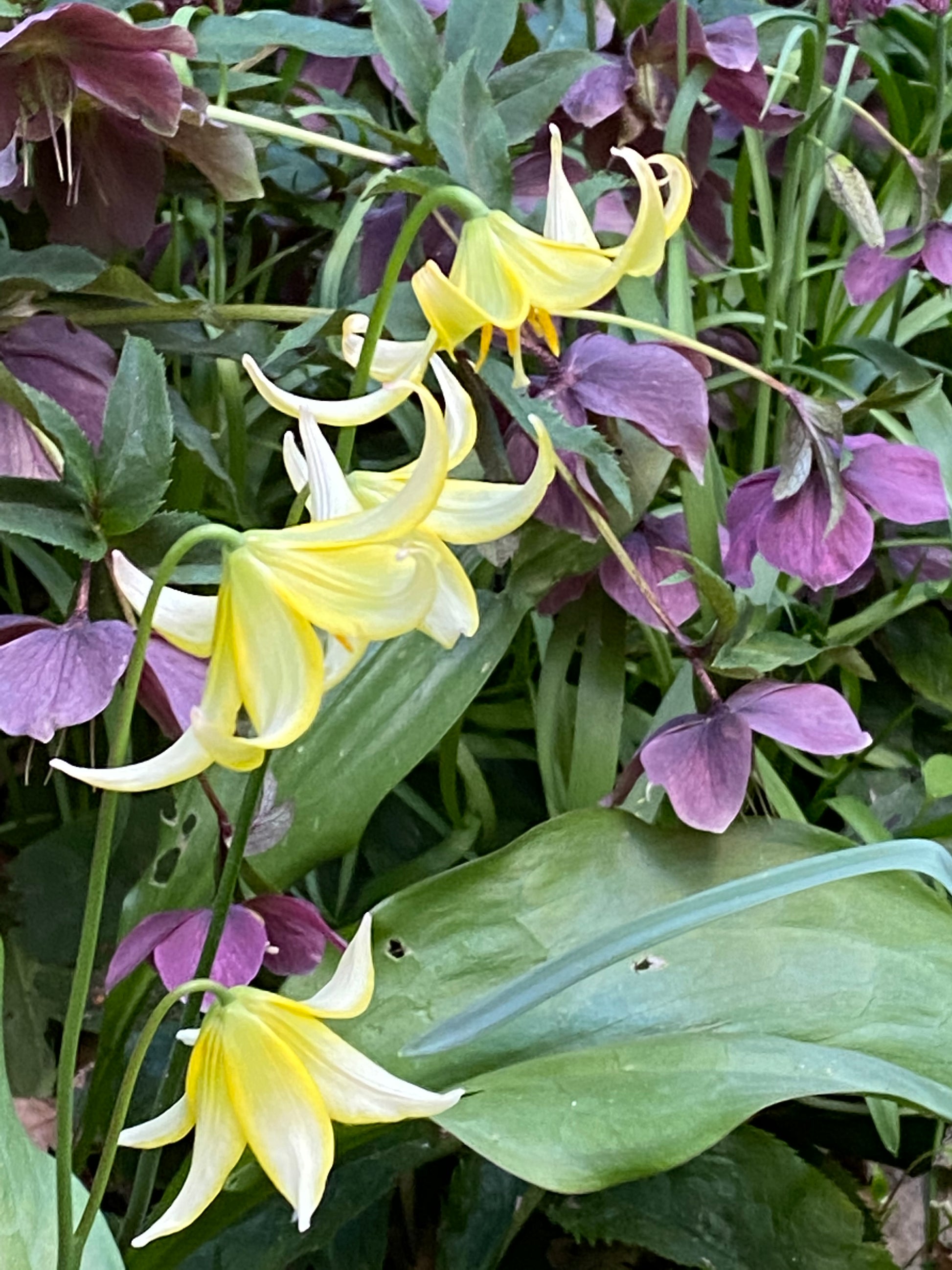 Gelbe Blumen und violette Blüten erhellen das üppige Grün eines Gartens und erinnern an die farbenfrohe Präsentation während der "Mi. 15.04.2026 | 17.00-18.00 ABENDLICHTFÜHRUNG Zuverlässige Schattenpflanzen" in der Königlichen Gartenakademie.