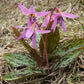 Erythronium dens-canis – Hundszahn von Weijers: Zierliche Blüten mit langen, violett gefärbten Spitzen und marmoriertem Laub, ideal für den Halbschatten zwischen trockenem Gras und Vegetation.