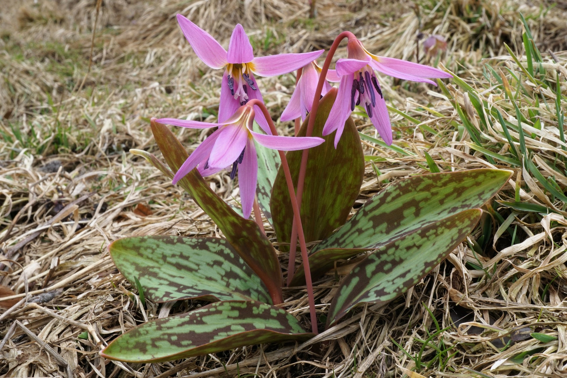 Erythronium dens-canis – Hundszahn von Weijers: Zierliche Blüten mit langen, violett gefärbten Spitzen und marmoriertem Laub, ideal für den Halbschatten zwischen trockenem Gras und Vegetation.