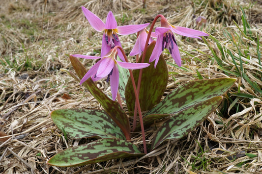 Drei Erythronium dens-canis von Weijers mit zartrosa, zierlichen Blüten und braun gemaserten Blättern wachsen in einer Außenanlage zwischen trockenem Gras und Laub.