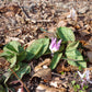 Erythronium dens-canis – „Hundszahn“ von Weijers besticht durch marmorierte Blätter und zarte Blüten, die aus den trockenen, braunen Blättern und der Erde auf dem Waldboden hervortreten und einen Moment des frühen Frühlings einfangen.