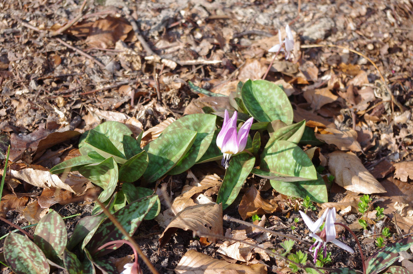 Erythronium dens-canis – „Hundszahn“ von Weijers besticht durch marmorierte Blätter und zarte Blüten, die aus den trockenen, braunen Blättern und der Erde auf dem Waldboden hervortreten und einen Moment des frühen Frühlings einfangen.