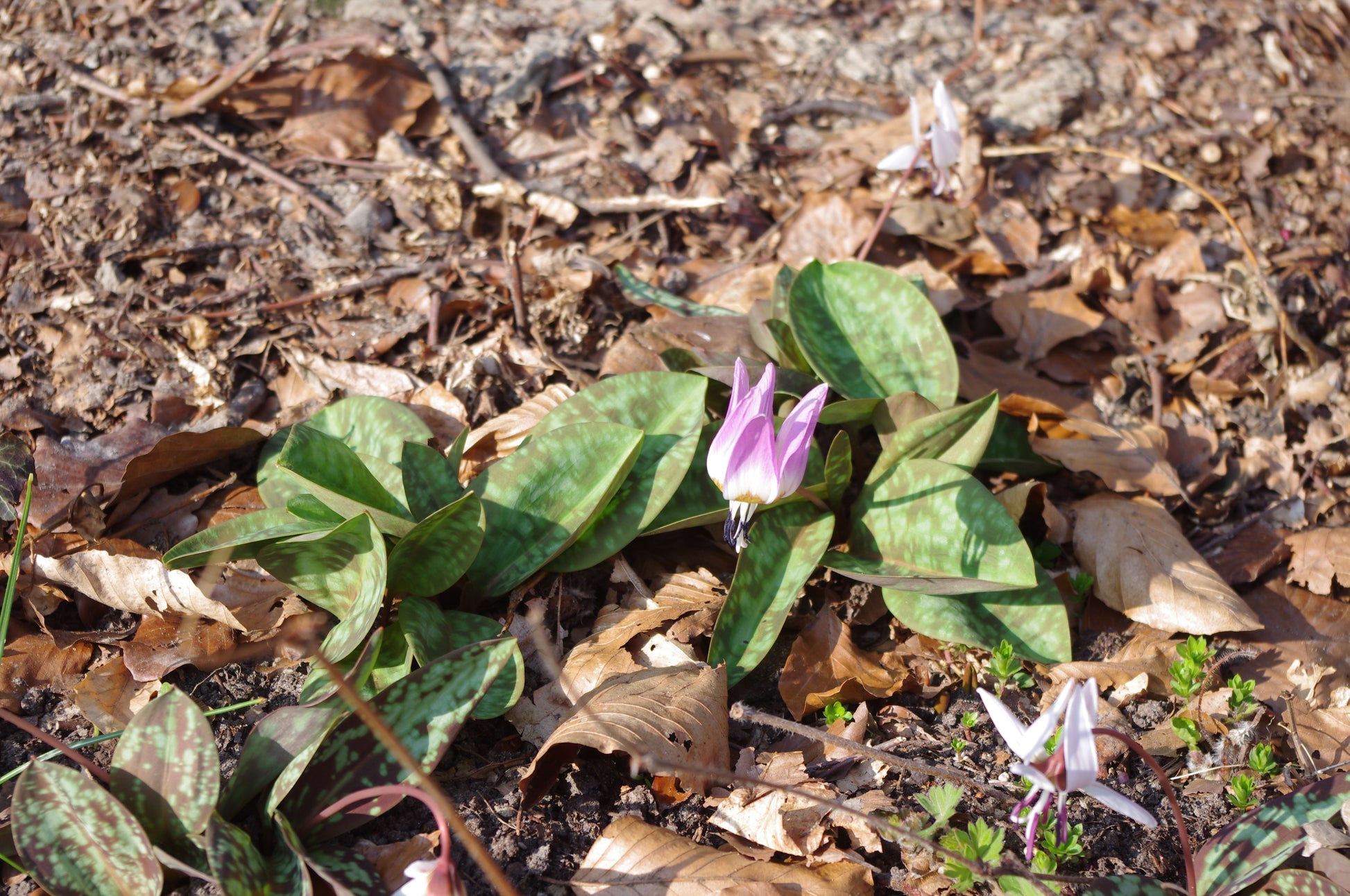 Erythronium dens-canis – „Hundszahn“ von Weijers besticht durch marmorierte Blätter und zarte Blüten, die aus den trockenen, braunen Blättern und der Erde auf dem Waldboden hervortreten und einen Moment des frühen Frühlings einfangen.