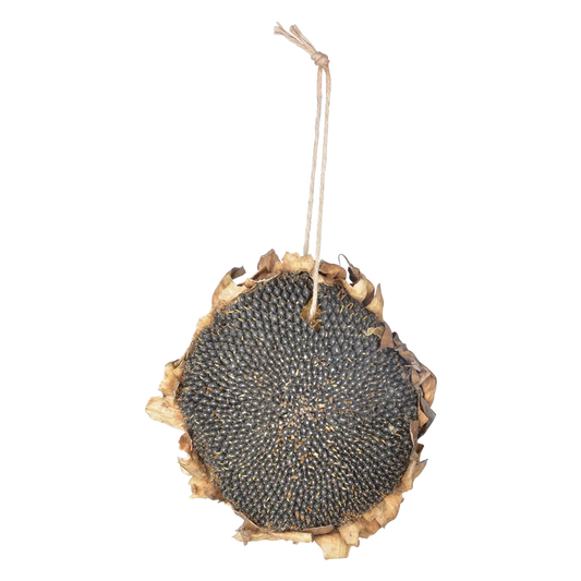 Esschert Getrocknete Sonnenblume | Eine natürliche Futterquelle: Ganze Sonnenblume mit Samen und braunen Blüten, inklusive Aufhängekordel, auf weißem Hintergrund.