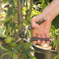 Eine Hand hält die Felco '6 Elite' Kompakte Gartenschere und schneidet damit einen kleinen Zweig mit grünem Obst von einer Pflanze in einen Garten.