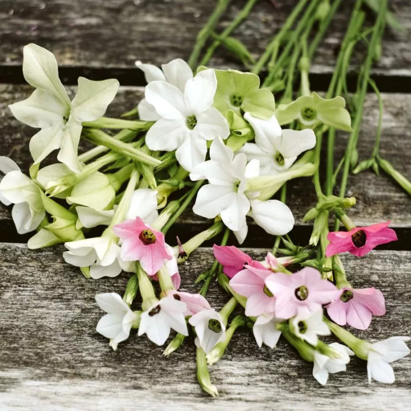 Ein kleiner Strauß Jora Dahl | Nicotiana alata 'Grandiflora' (Ziertabak) mit weißen Blüten und blassgrünen Stängeln ruht auf einer verwitterten Holzfläche.