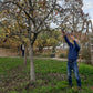 In einem grasbewachsenen Hof schneidet jemand Äste und demonstriert dabei Techniken aus dem Kurs der Königlichen Gartenakademie "Mi. 14.01.2026 | 09.30-16.30 Uhr TAGESKURS Schnitt von Obstbäumen und Sträuchern - NEU", während im Hintergrund ein weiterer Teilnehmer zwischen weiteren Bäumen steht.