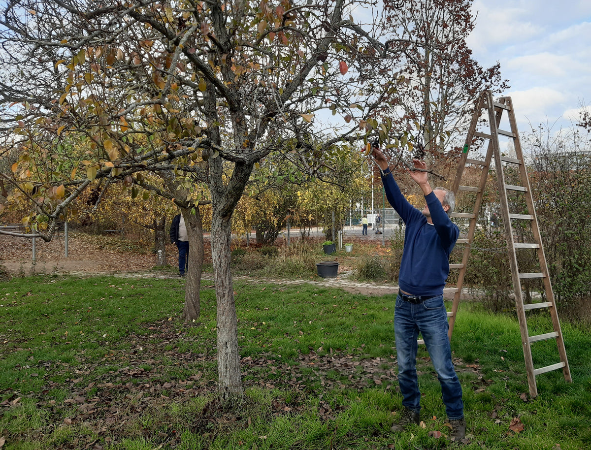 In einem grasbewachsenen Hof schneidet jemand Äste und demonstriert dabei Techniken aus dem Kurs der Königlichen Gartenakademie "Mi. 14.01.2026 | 09.30-16.30 Uhr TAGESKURS Schnitt von Obstbäumen und Sträuchern - NEU", während im Hintergrund ein weiterer Teilnehmer zwischen weiteren Bäumen steht.
