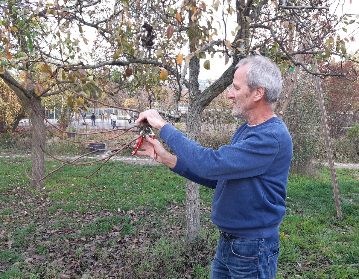Während des Zwei-Tages-Masterkurses Obstbaumschnitt für Profis der Königlichen Gartenakademie (15.-16.01.2026) schneidet ein Mann im blauen Pullover mit einer Baumschere Äste ab, umgeben von grünem Gras und weiteren Bäumen in einer Parklandschaft.