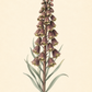 Eine botanische Illustration von Fritillaria persica ‚Magic Bells‘ – Persische Kaiserkrone von Verberghe zeigt einen hohen Stiel, der mit zahlreichen glockenförmigen, violetten Blüten und länglichen grünen Blättern geschmückt ist, vor einem cremefarbenen Hintergrund. Die ungewöhnliche Farbe der Blüten kommt wunderschön zur Geltung, und der Name der Pflanze ist elegant darunter eingetragen.