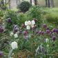 In einem Beet blüht die von Weijers gezüchtete Fritillaria meleagris ‚Alba‘ (Schachbrettblume) mit zarten weißen, herabhängenden, karierten Blütenblättern und schlanken grünen Blättern vor einem üppigen, leicht schattigen Hintergrund.